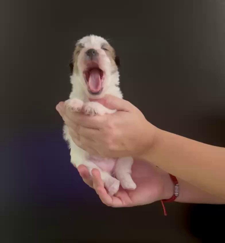 LITTER «M» 11.12.2025. Lovely Orange kennel Jack Russell Terrier FCI/RKF