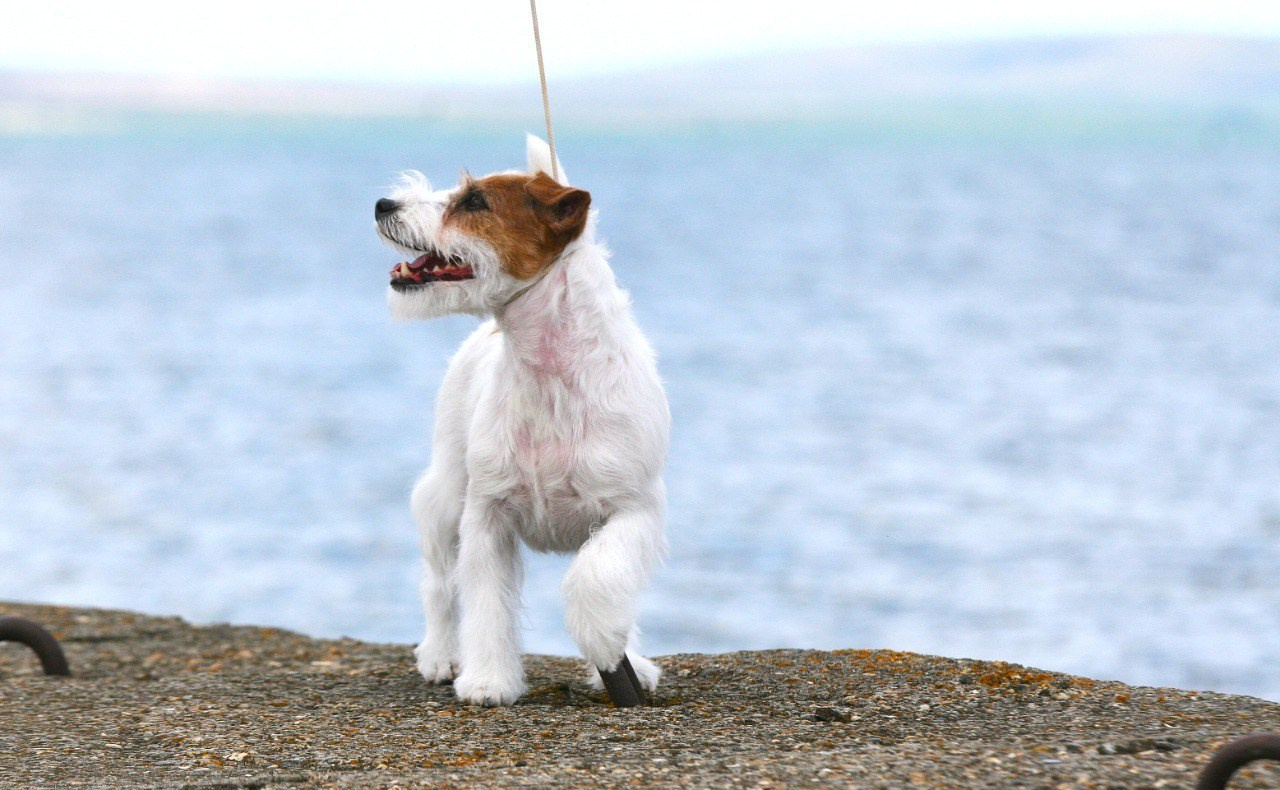 Anroal Chiquilla aka Miya. Lovely-Orange питомник джек рассел терьеров