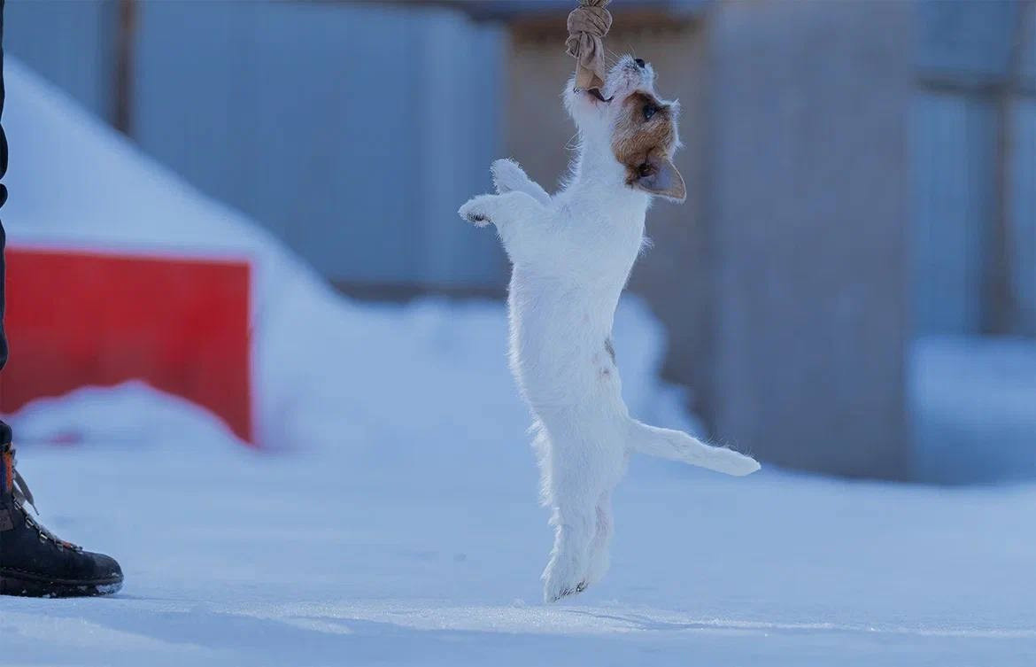 Сука 3. Lovely-Orange питомник джек рассел терьеров