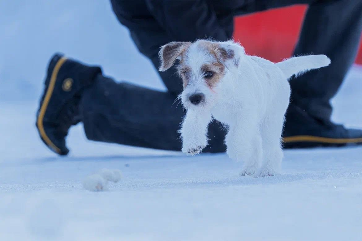 Сука 2. Lovely-Orange питомник джек рассел терьеров