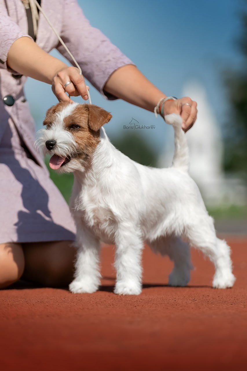 Lovely-Orange Alexandra. Lovely-Orange питомник джек рассел терьеров