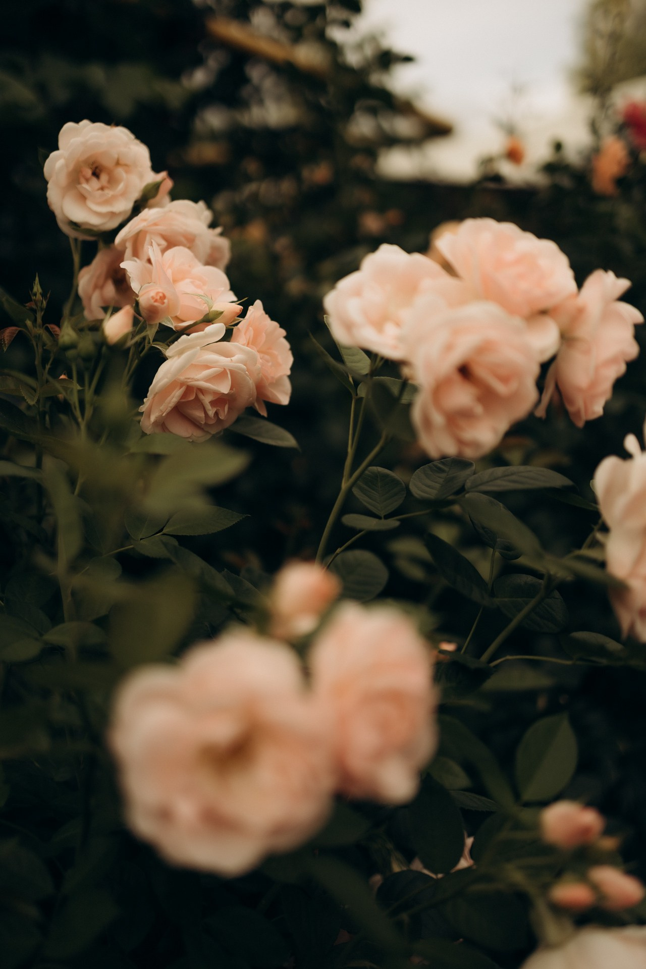 Фотопроект «Время Роз». Семейный фотограф в Ижевске Даша Денисова