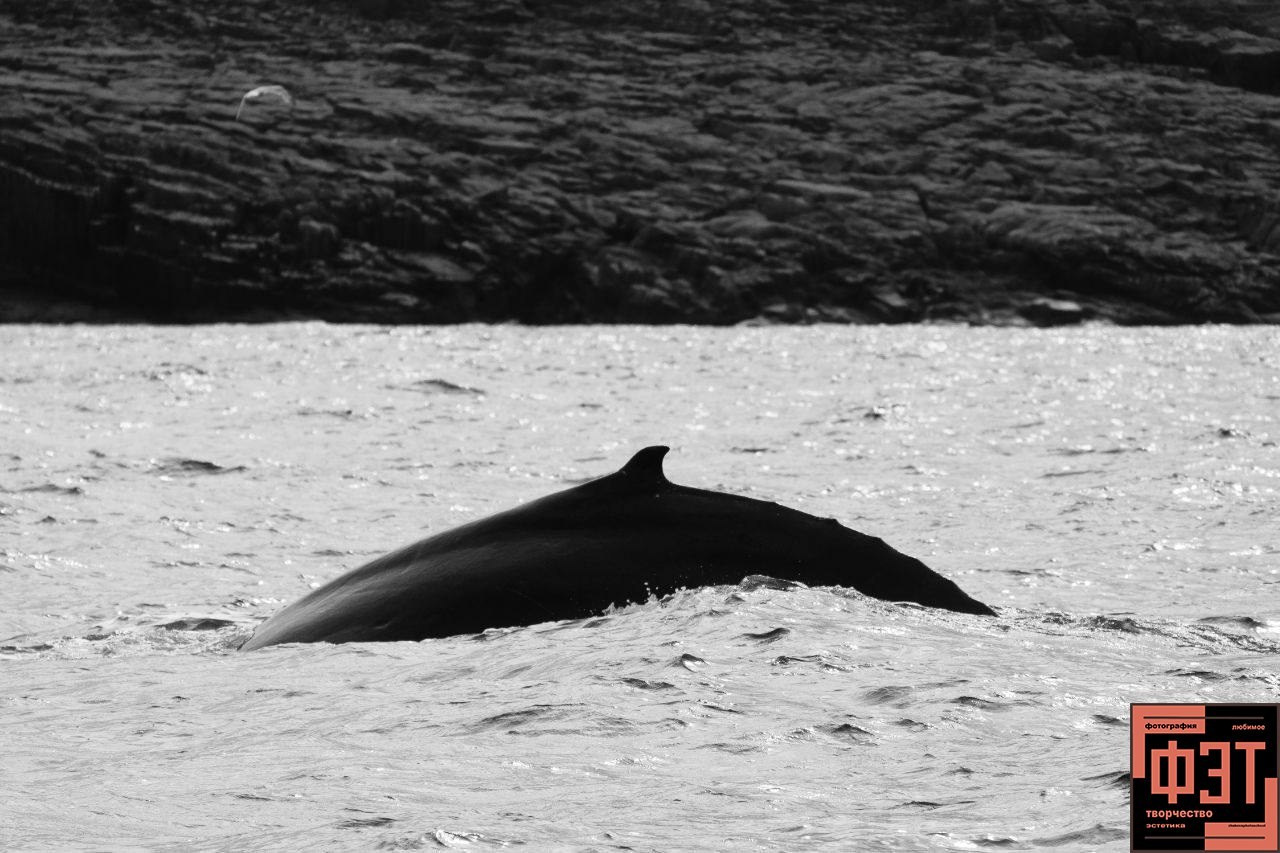 Фотопроект «ФЭТ: Фотография, Эстетика, Творчество»