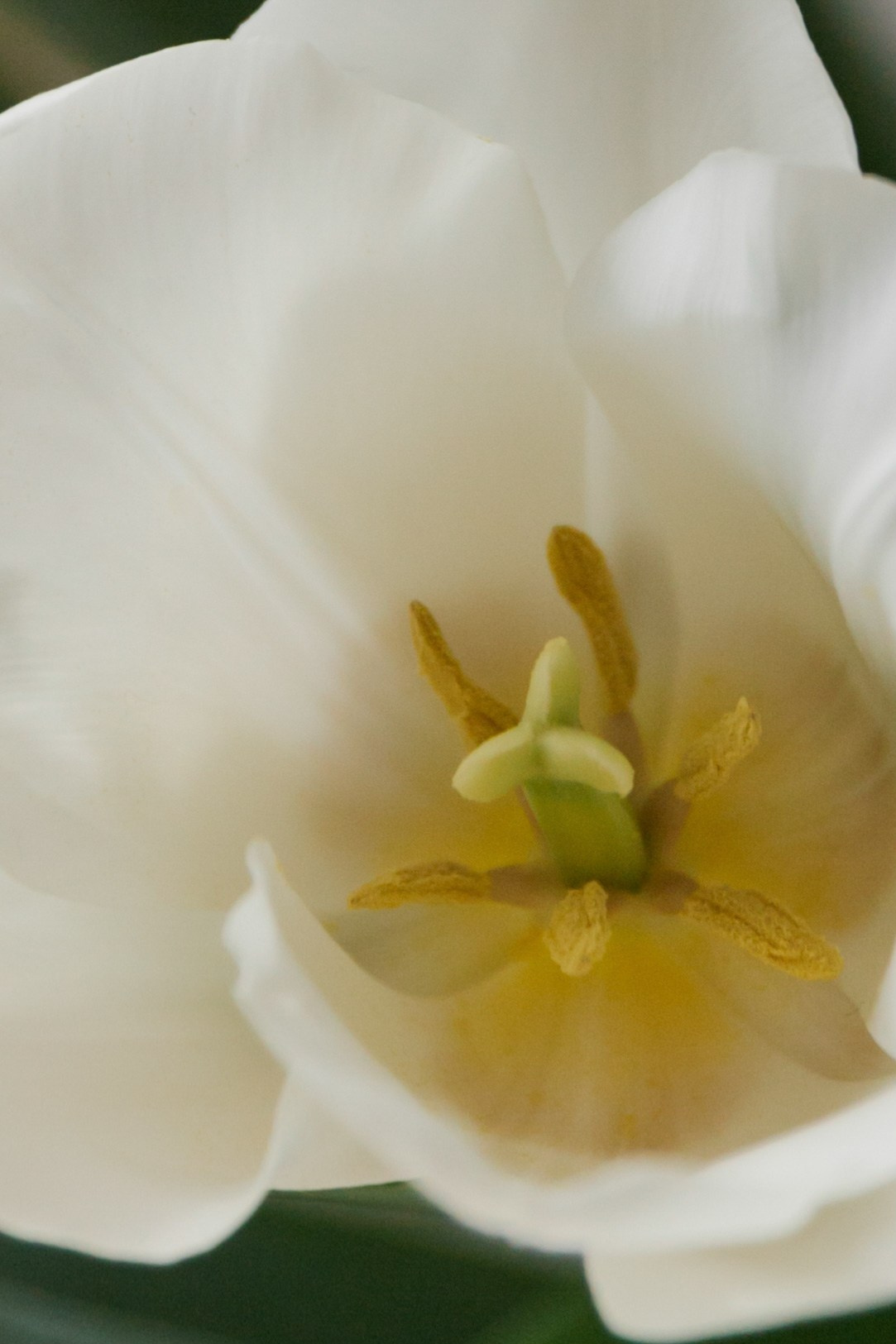 Врываемся в март. Свадебный фотограф Марьям Сайфулина г. Красноярск