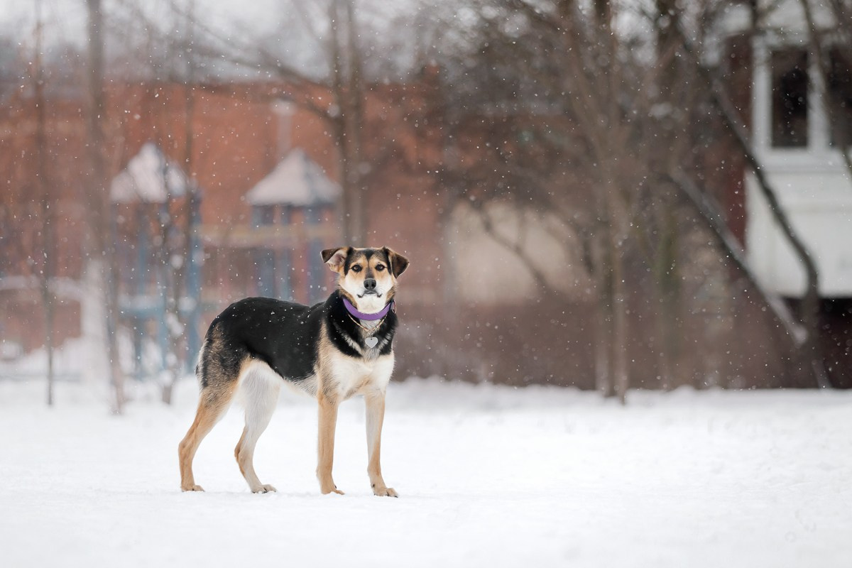 Как я выбираю, на какой объектив снимать животных?