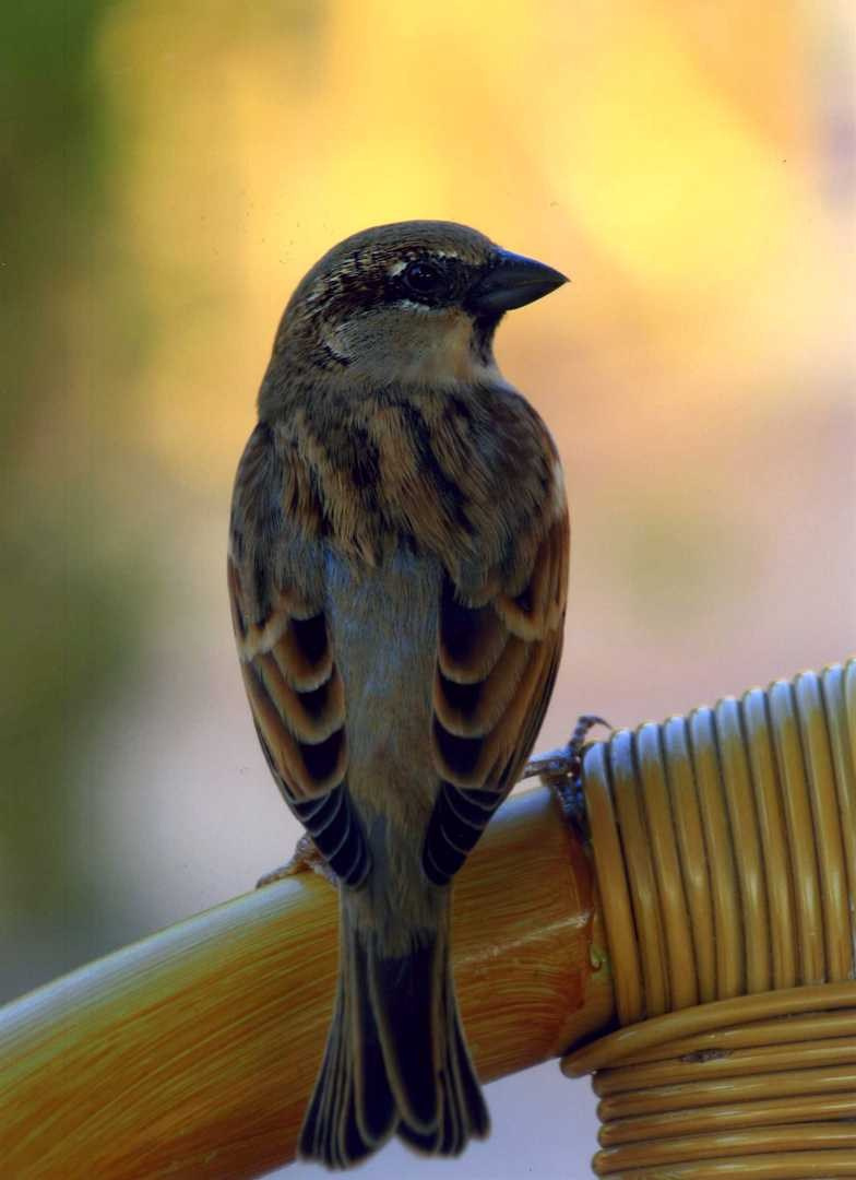 Египет 2008 г. Улица, люди, жизнь…