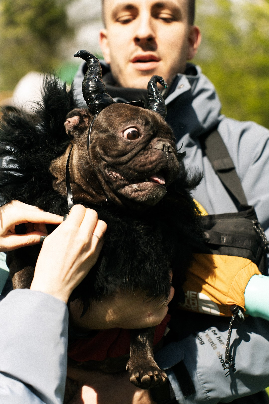 Парад Бульдогов. Axenov_eugene