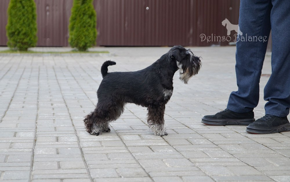 Питомник Делинсо Бэлэнс, щенки цвергшнауцера, купить щенка цвергшнауцера, питомник цвергшнауцеров, кобель цвергшнауцера для вязки, щенок цвергшнауцера, питомник цвергшнауцеров, черный с серебром, цверг, лучший питомник в беларуси