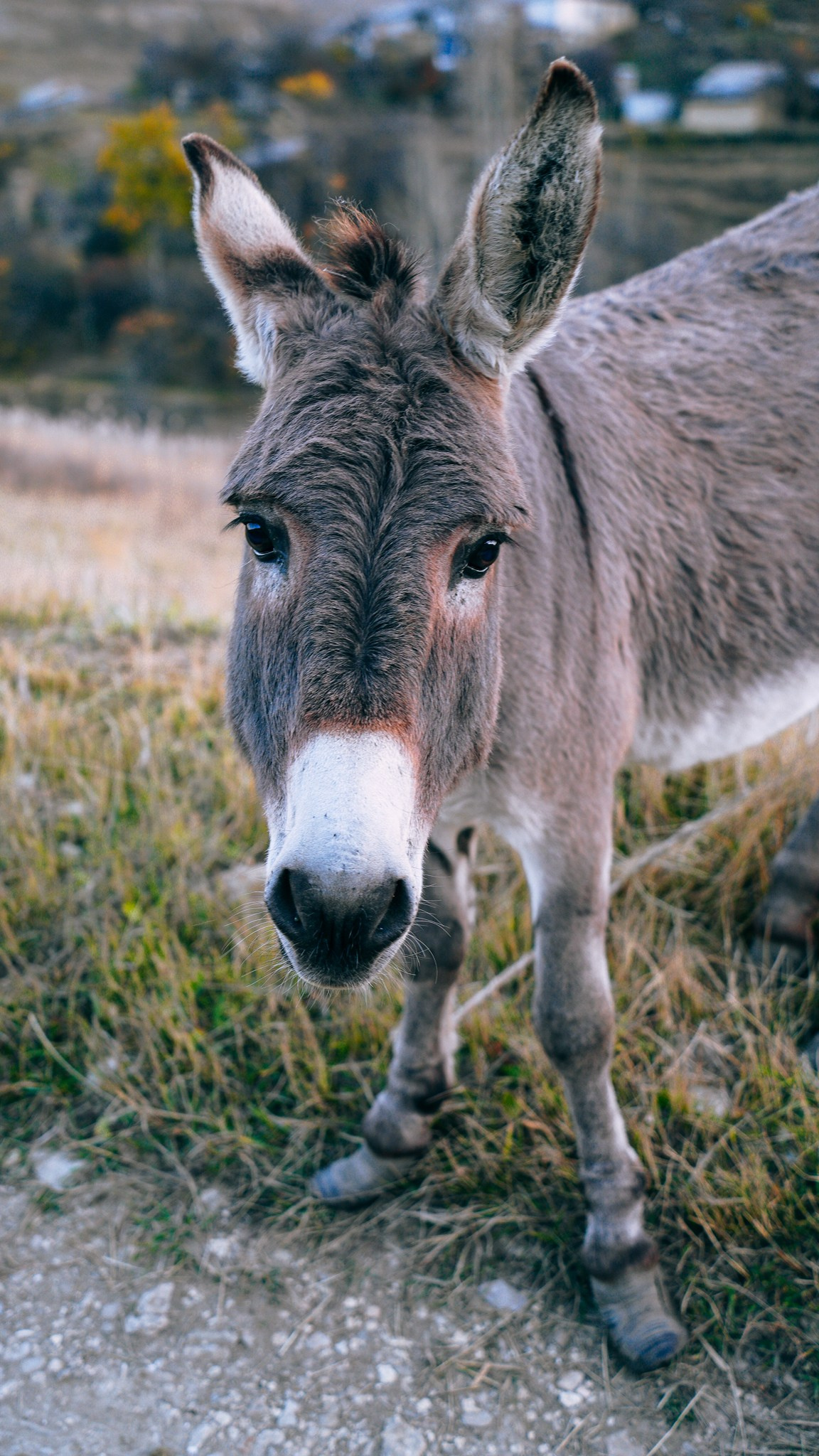 Дагестан 2023. Человек с фотокамерой