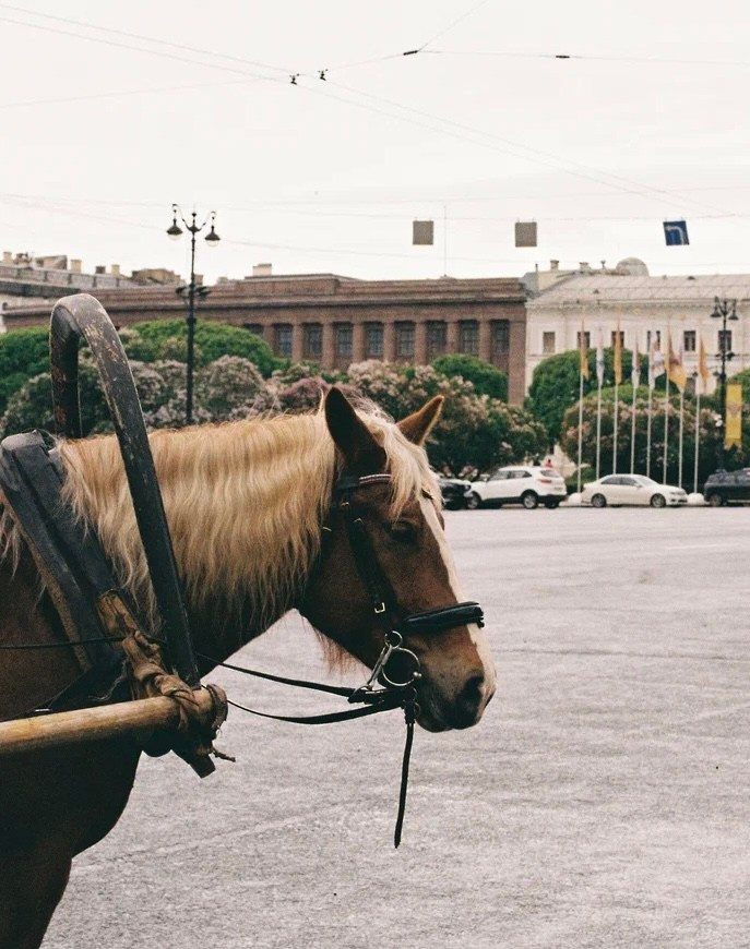 Плёнка🎞️. Фотограф в Москве Ксюшенька