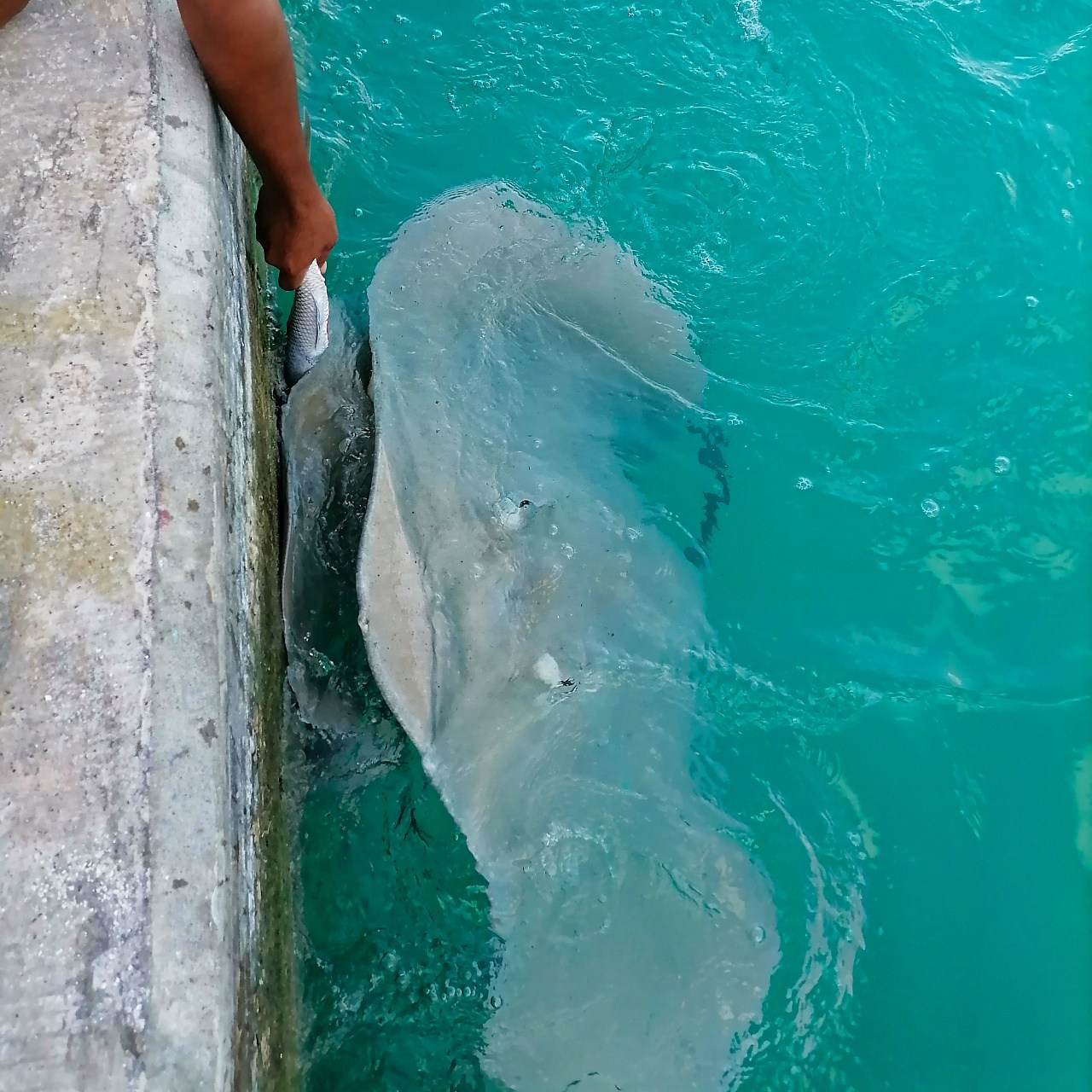 Мне посмотреть. Рыбов показываю