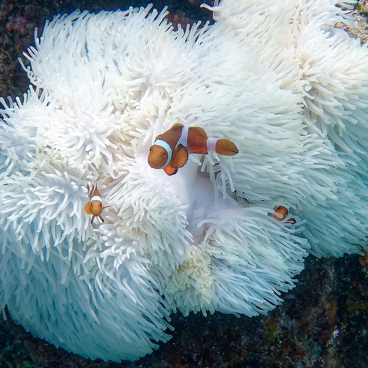Мне посмотреть. Рыбов показываю