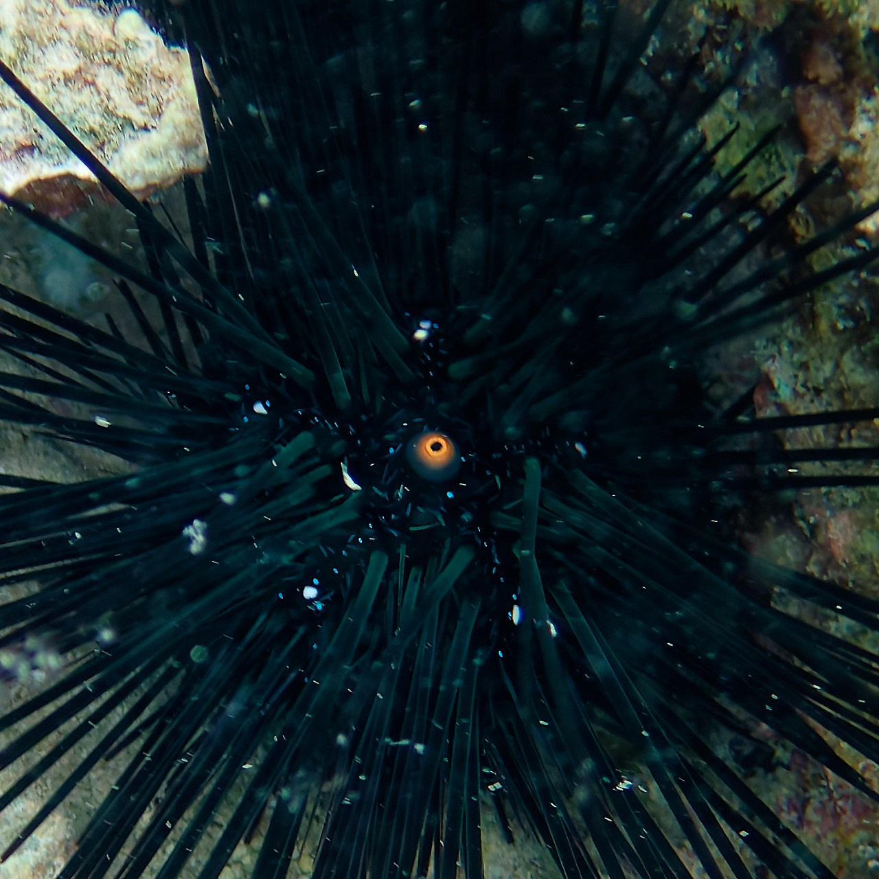 Мне посмотреть. Рыбов показываю