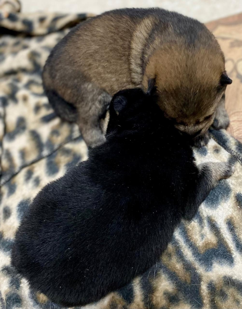 Шаман (сезам) * Шу_ Шаолинь Цукан. AMERICAN AKITA RUBYLIGHT KENNEL I SHIBA-INU