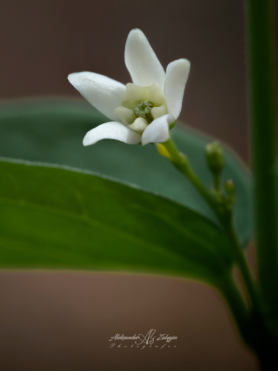 МакросЪёмка. Семейные фотографы в Екатеринбурге Анна и Александр A&A Best Foto