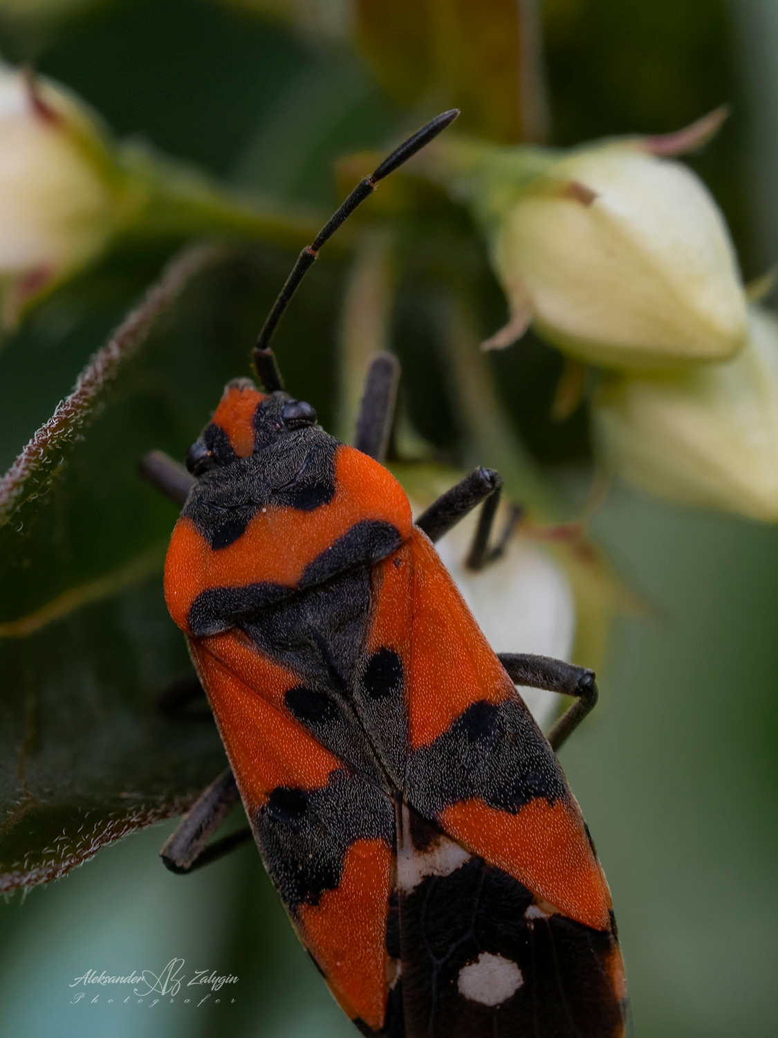МакросЪёмка. Семейные фотографы в Екатеринбурге Анна и Александр A&A Best Foto