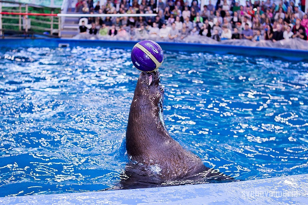 Дельфинарий. Детский и семейный фотограф, фотограф мероприятий Нижний Новгород
