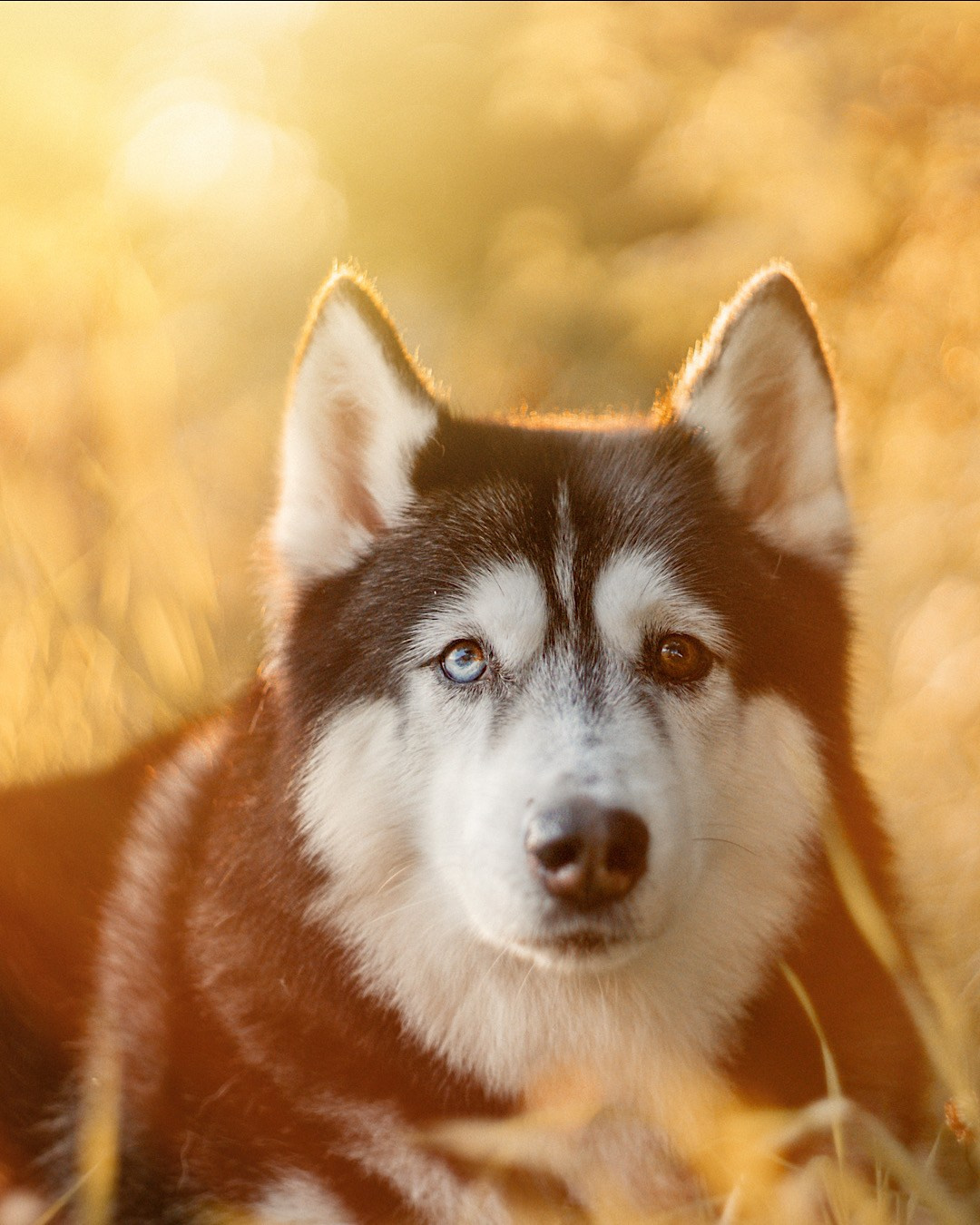 Мария и Вегас. Фотограф анималист в Москве и Санкт-Петербурге Свиридова Анна