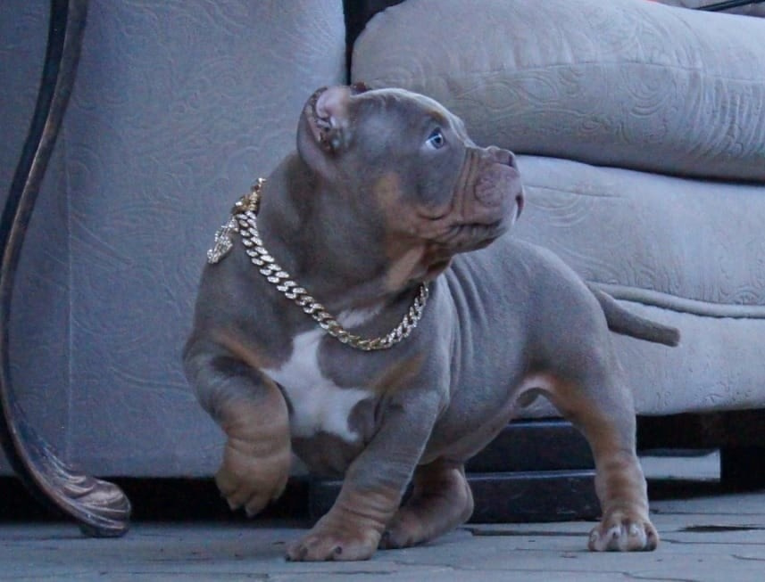 Продажа щенков Американский булли в Хабаровске