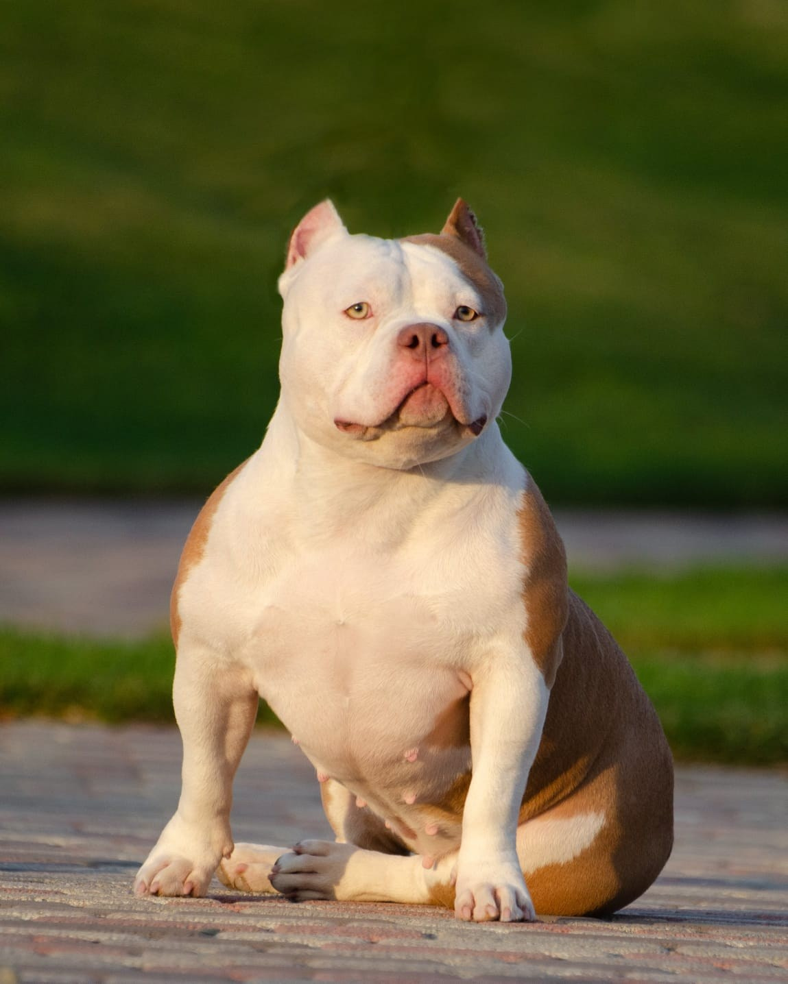 булли в рыжем окрасе 