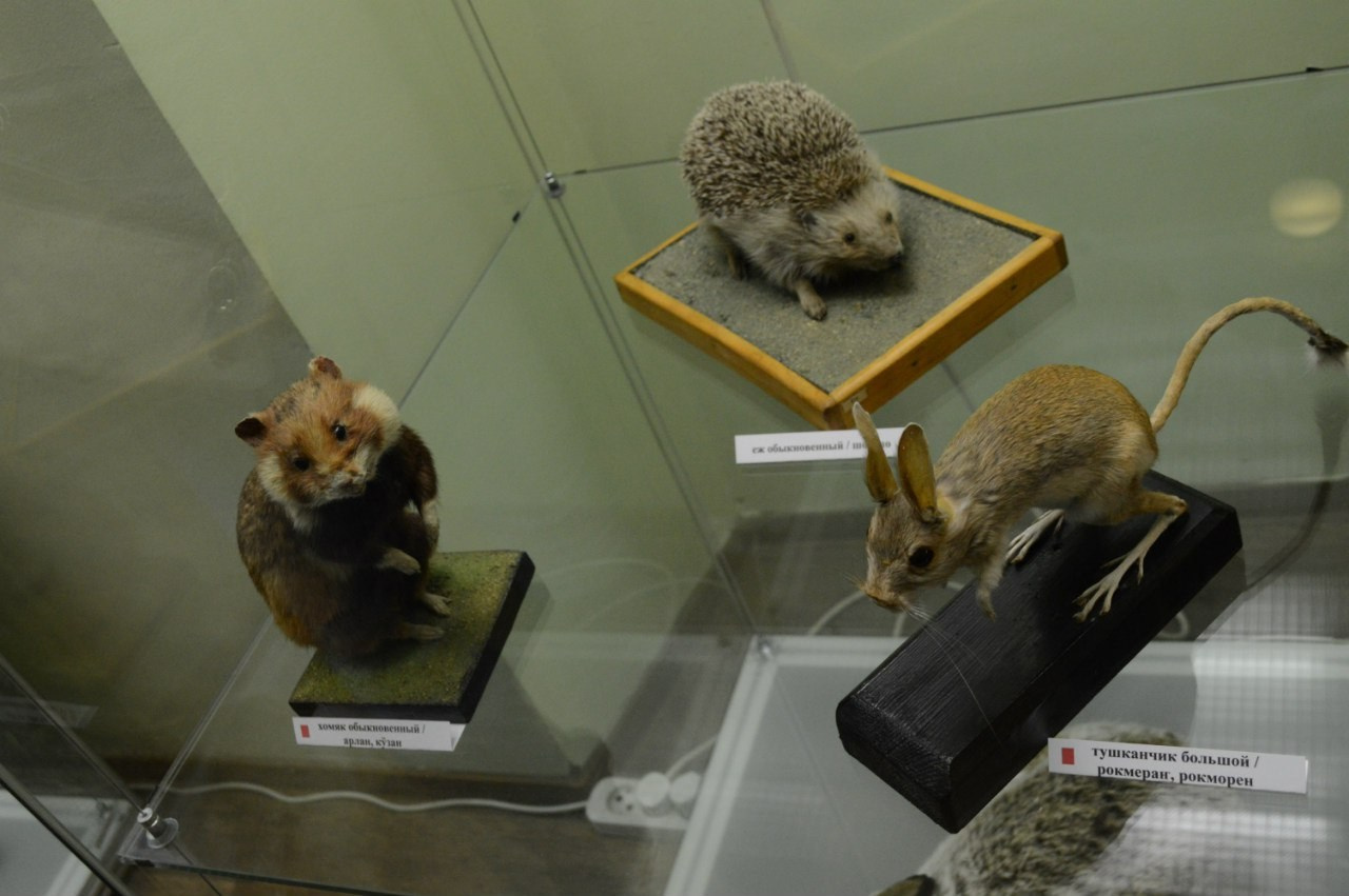 Йошкар-Ола и Чебоксары | 19-20.03.2016. Галерея Фантим