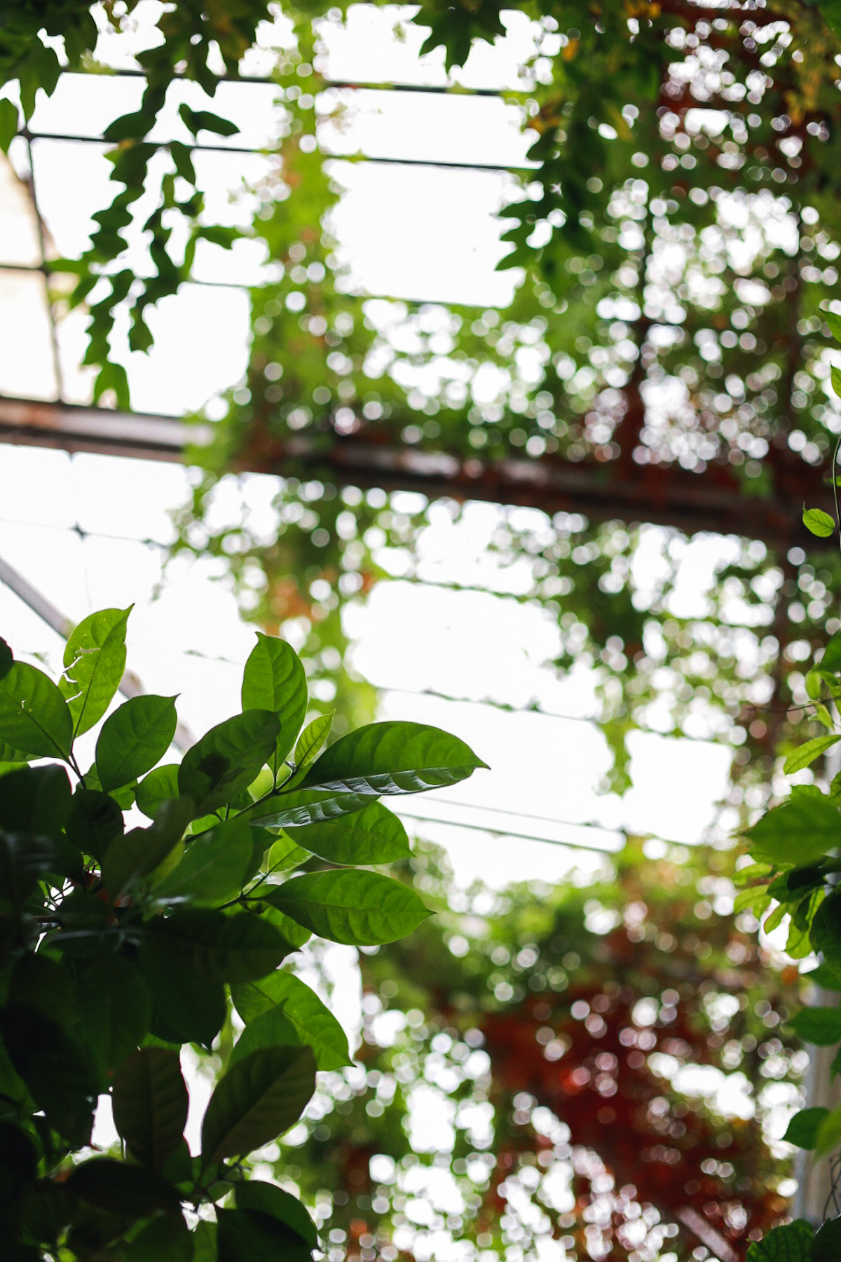 Беременная лавстори в Фондовой Оранжерее Ботанического сада в Москве. Портретный и семейный фотограф в Москве Мария Рослякова