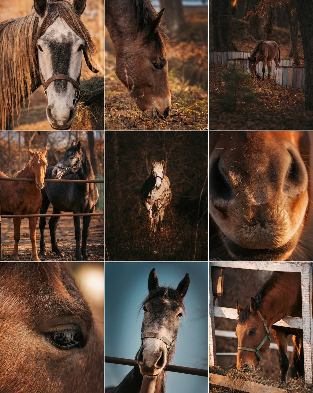 Отзывы. Семейный фотограф анималист г. Находка