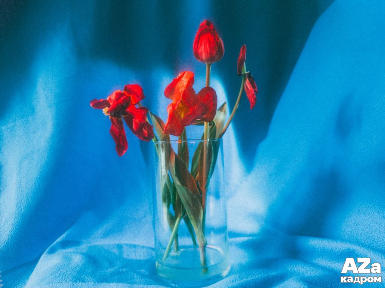 AZакадром «В поисках красного». Женский семейный фотограф Тула Москва Захарова Анна