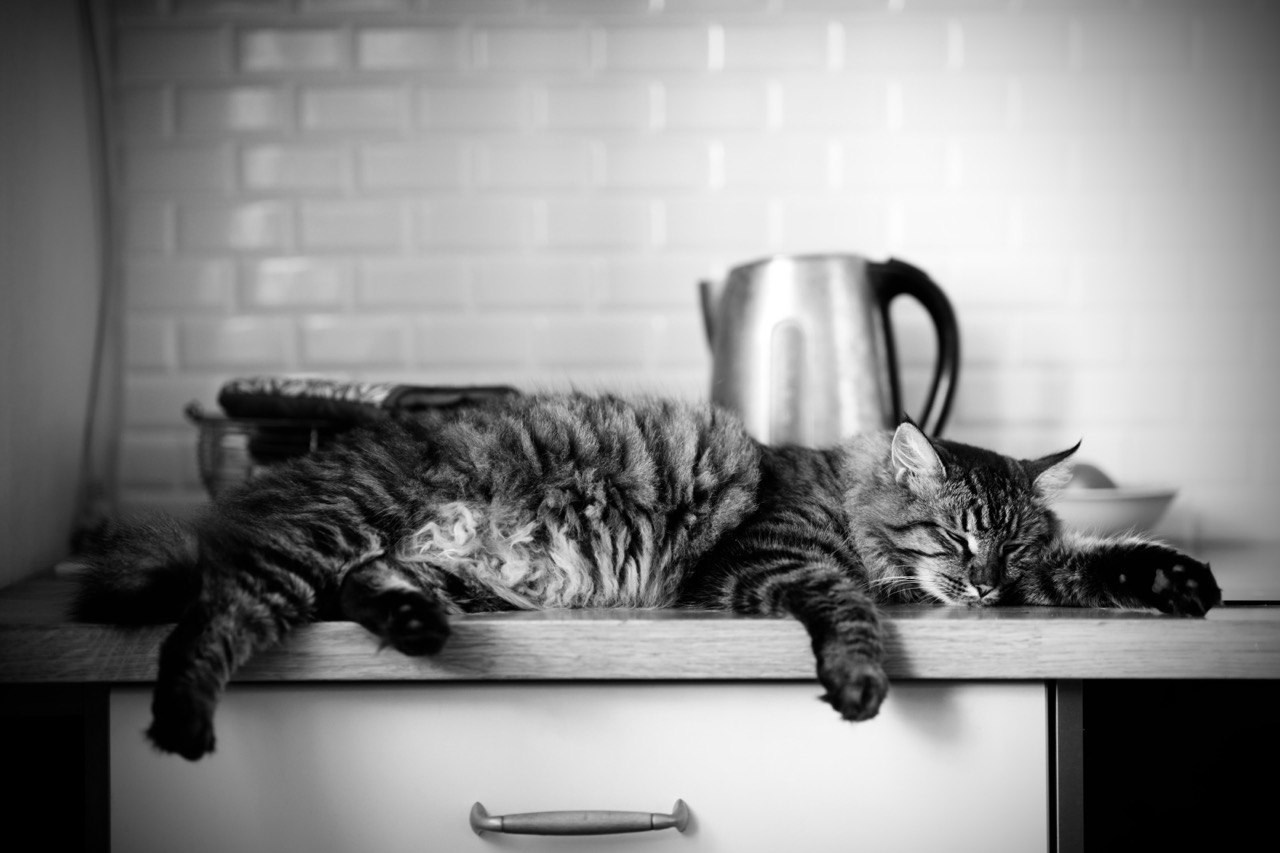 Коты и кошки. Фотографии домашних питомцев. Алекс Ком. Автомобильный фотограф и детский писатель из Москвы