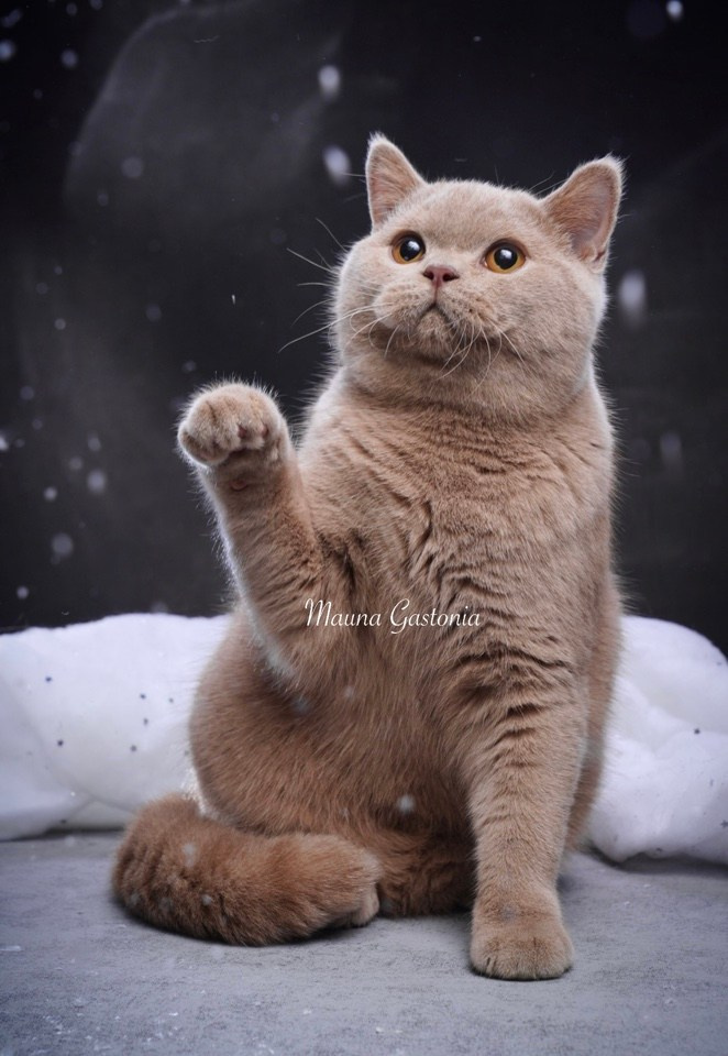 Vismut. Mauna Gastonia