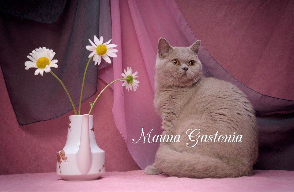 Peppi. Mauna Gastonia