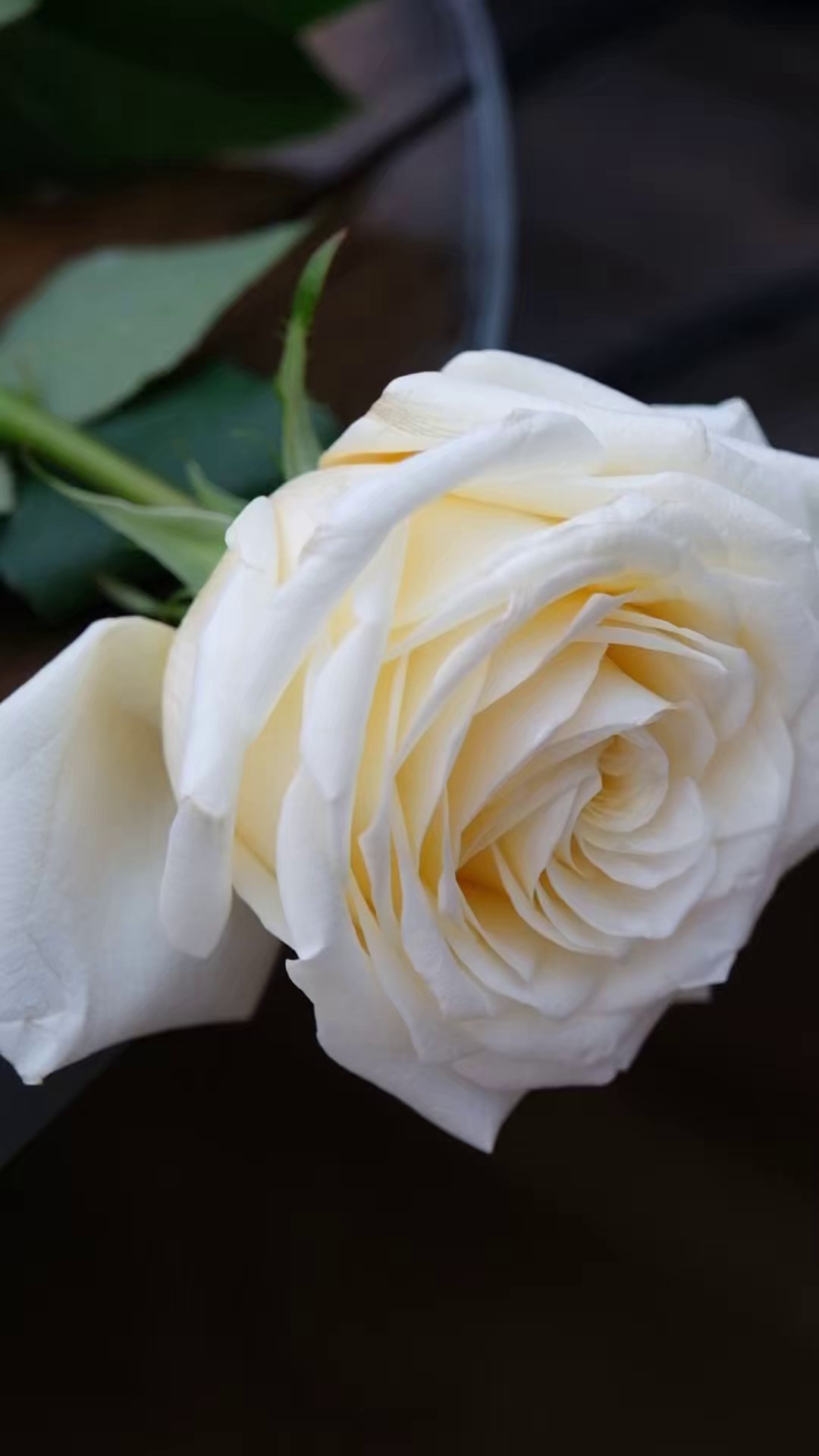 Видео в формате Reels. Фотограф в Москве Мария Лакнер