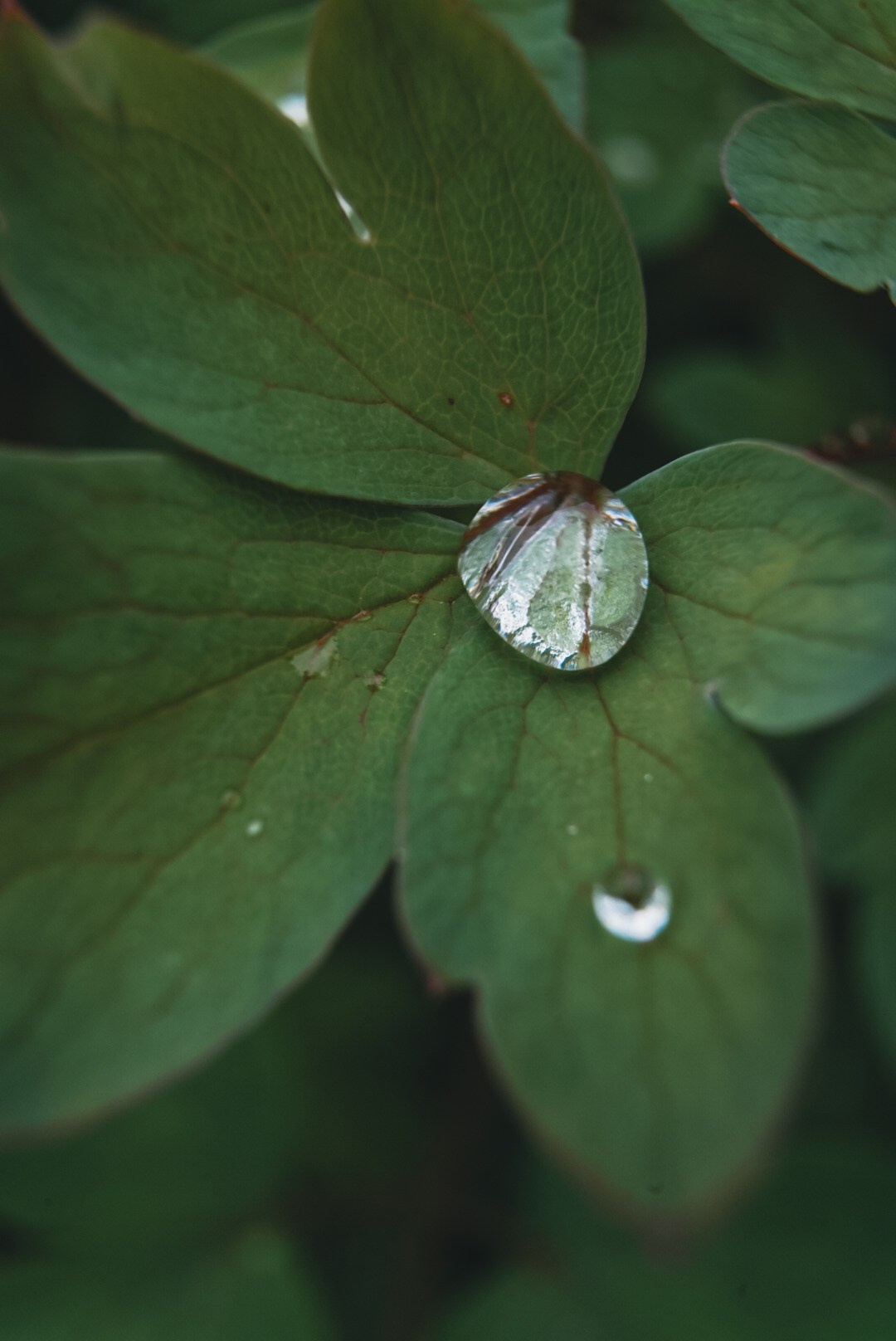 Вкусная еда, красивые натюрморты и природа. Предметный фотограф Санкт-Петербург