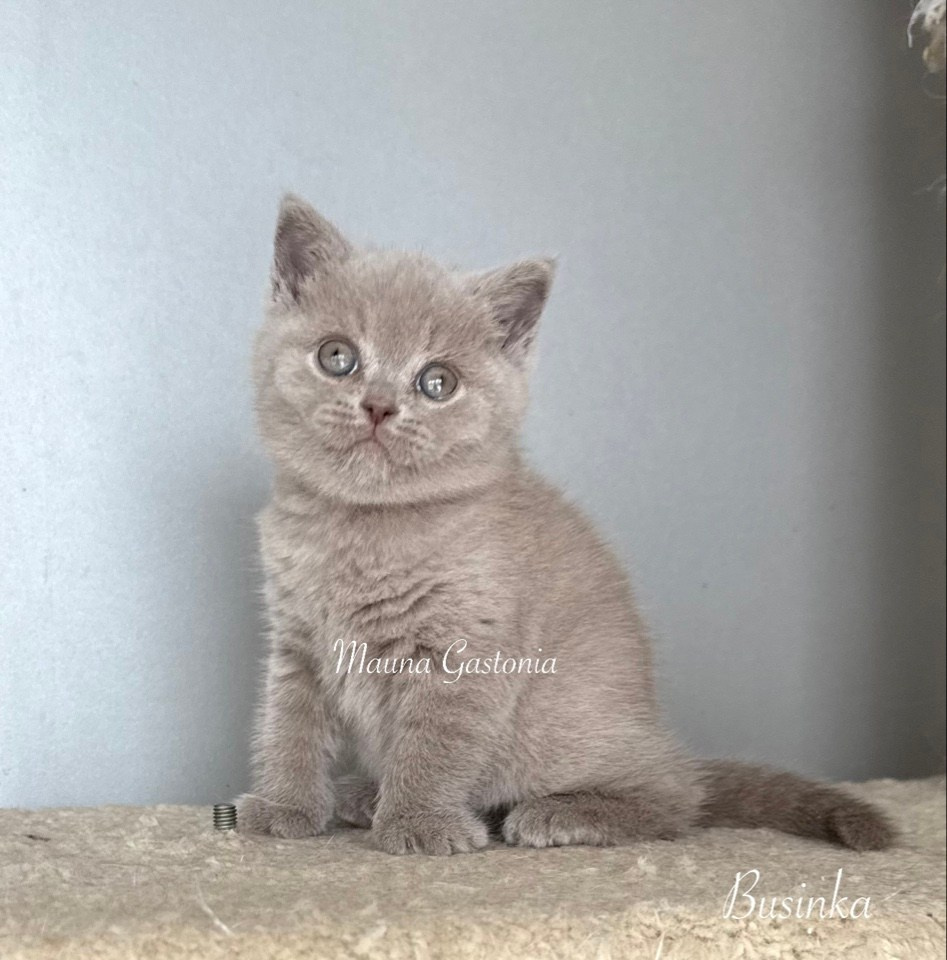 Businka. Mauna Gastonia