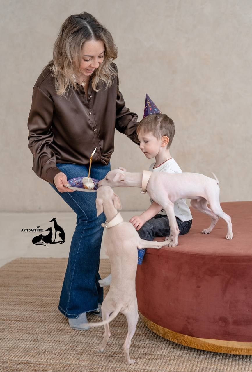 Casper boss & Clyde & Klaus. Профессиональный питомник левреток РКФ/FCI ASTI SAPPHIRE 💎 Сочи|Санкт-Петербург