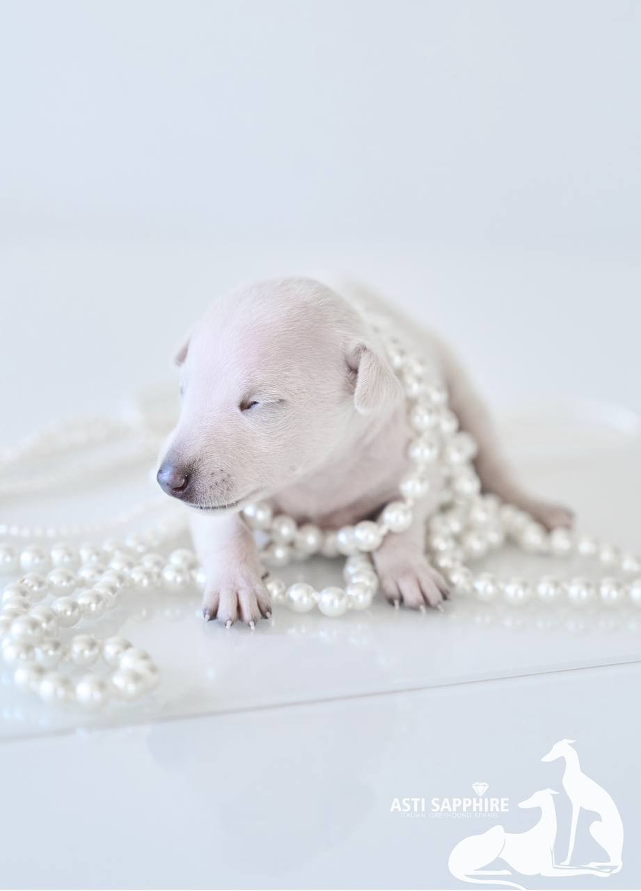 Крем. Профессиональный питомник левреток РКФ/FCI ASTI SAPPHIRE 💎 Сочи|Санкт-Петербург