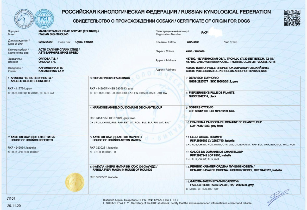 Четверо друзей. Профессиональный питомник левреток РКФ/FCI ASTI SAPPHIRE 💎 Санкт-Петербург