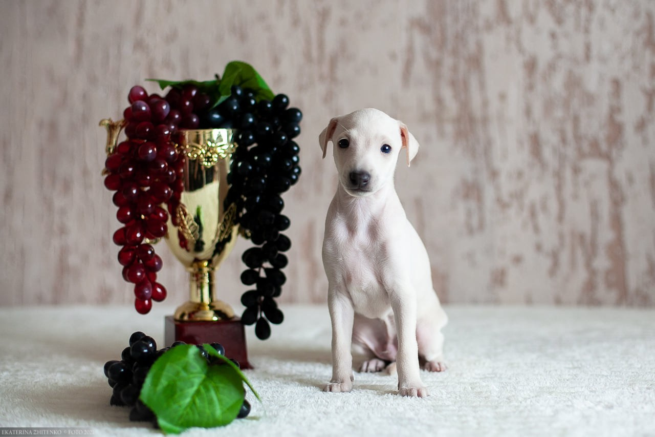 Asti Sapphire Tsezar Ruier Empire. Профессиональный питомник левреток РКФ/FCI ASTI SAPPHIRE 💎 Сочи|Санкт-Петербург