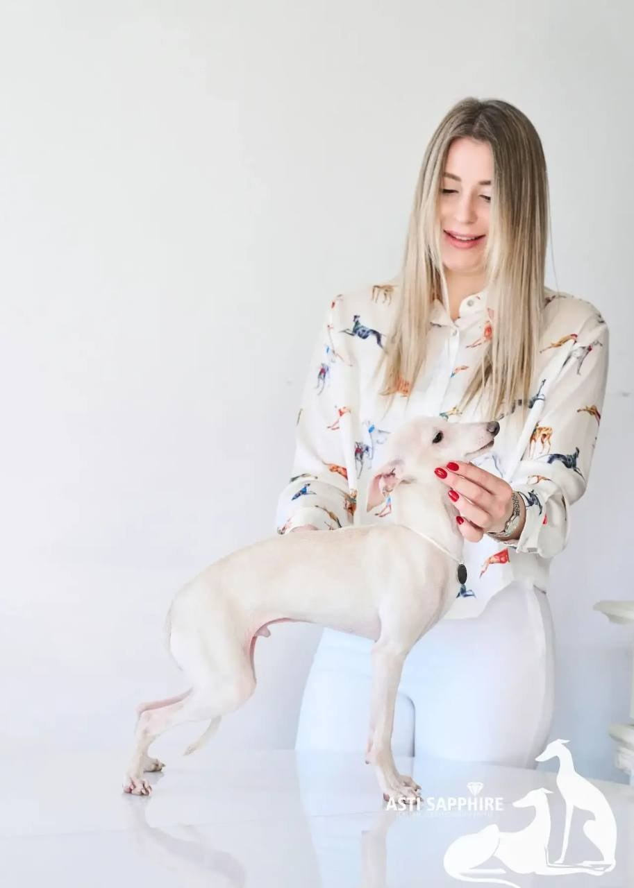 Asti Sapphire Zeus. Профессиональный питомник левреток РКФ/FCI ASTI SAPPHIRE 💎 Сочи|Санкт-Петербург