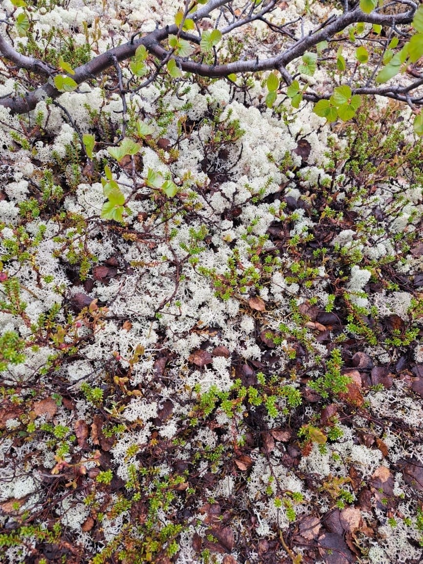 Мурманск | 20-22.06.2025. Галерея Фантим