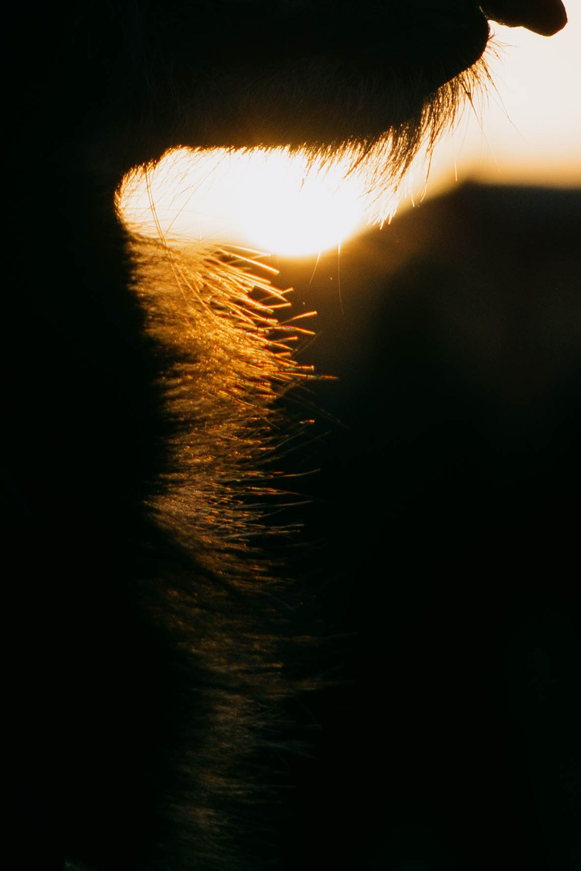 Даша и Тюбик. Фотограф-анималист Ксения Воробьева, Москва