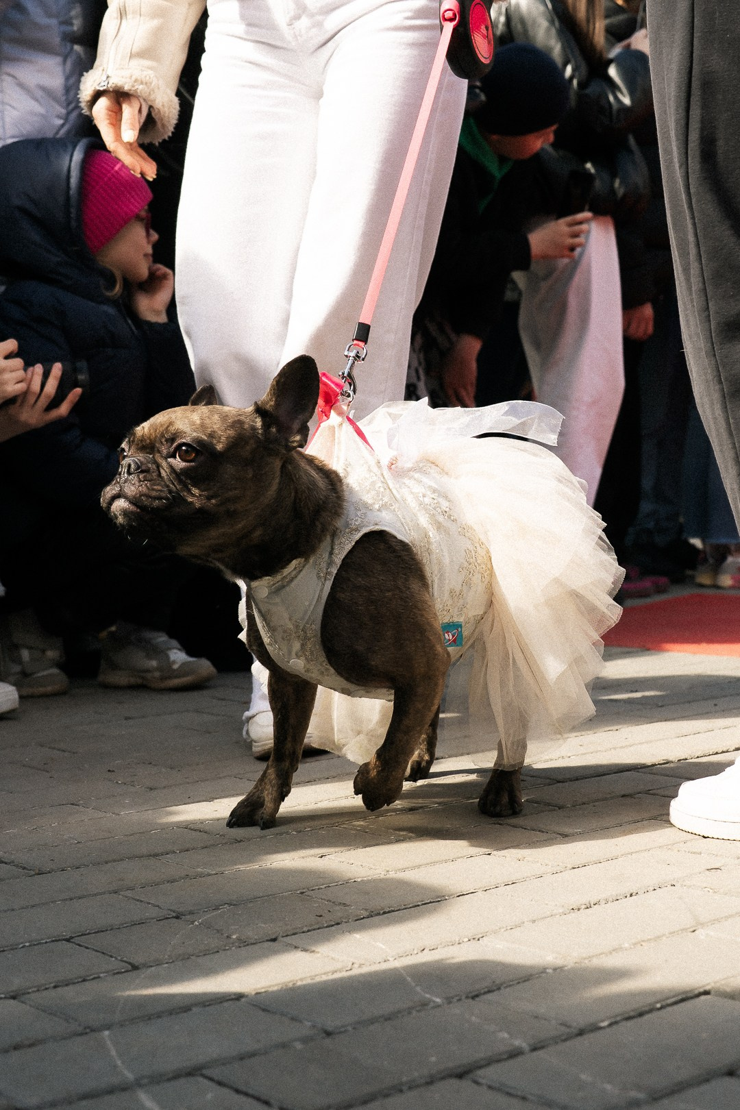 Парад Бульдогов. Axenov_eugene