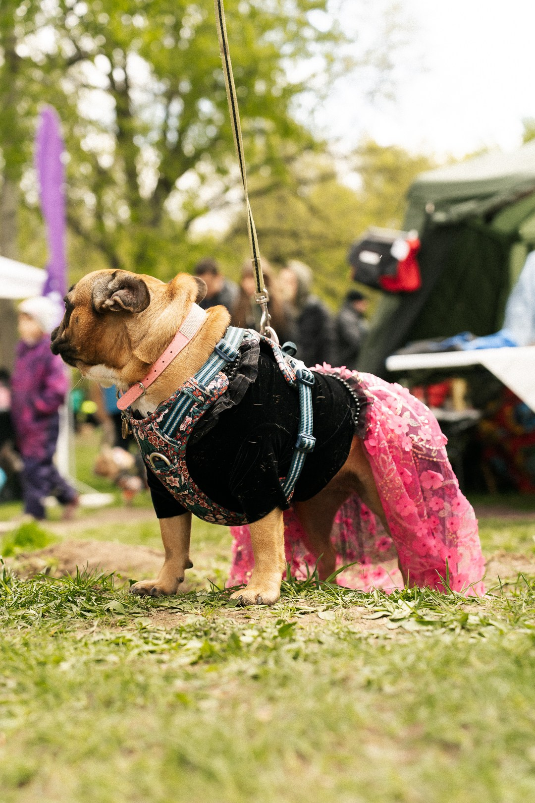 Парад Бульдогов. Axenov_eugene