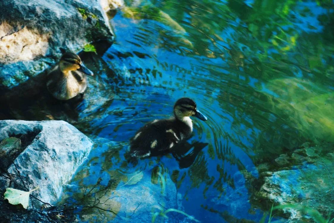 Птицы. Костюмер, художник кино и телевидения в спб