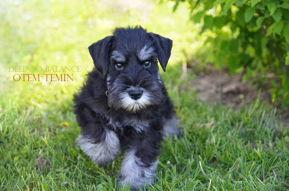 Крейг/Delinso Balance Otem Temin. Питомник цвергшнауцеров в Беларуси «Делинсо Бэлэнс»