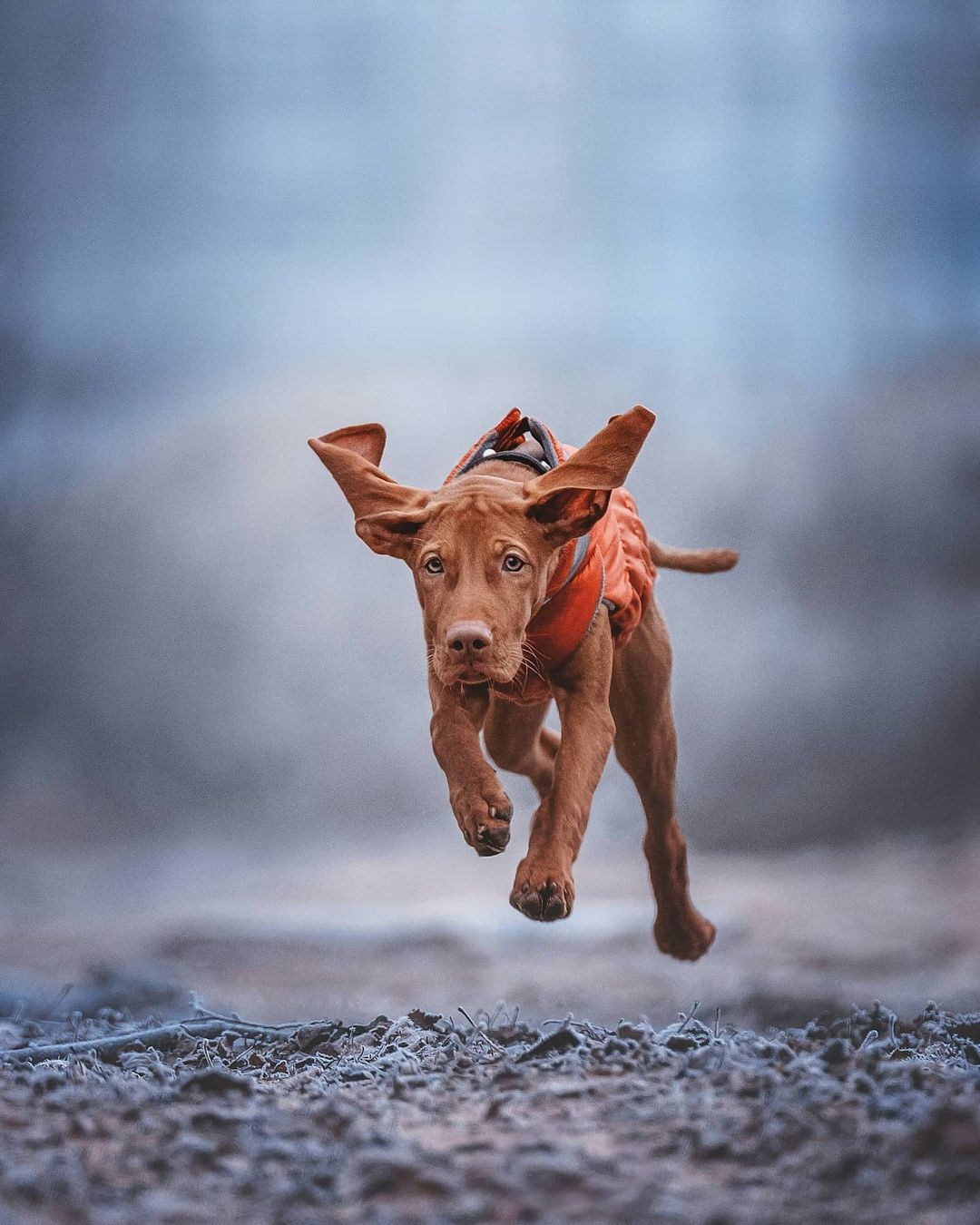 Трисс. Фотограф анималист Осипчикова Мария