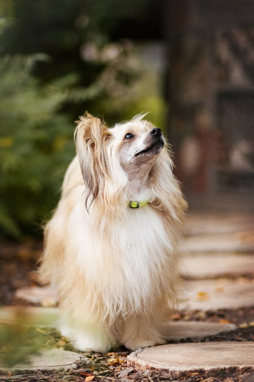 Poale Ell Veles. Chinese Crested Dog Kennel Poale Ell