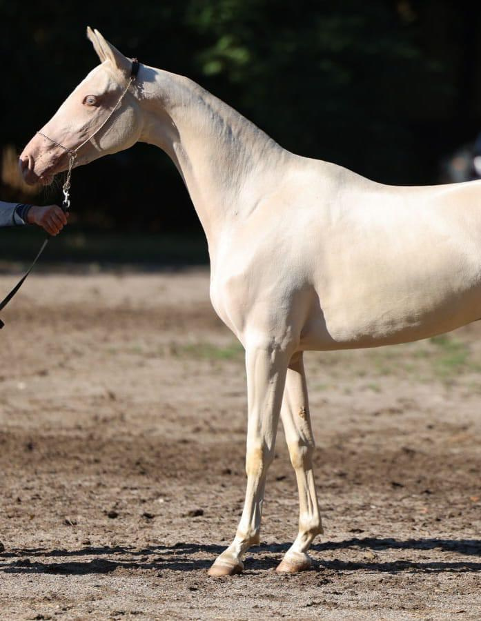Огулай. Продажа ахалтекинских и полукровных лошадей