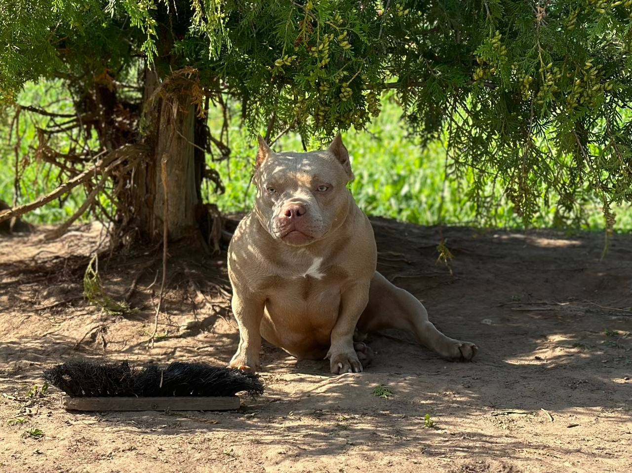 Minie Mouse. Питомник американских булли Bounty Pride Bully