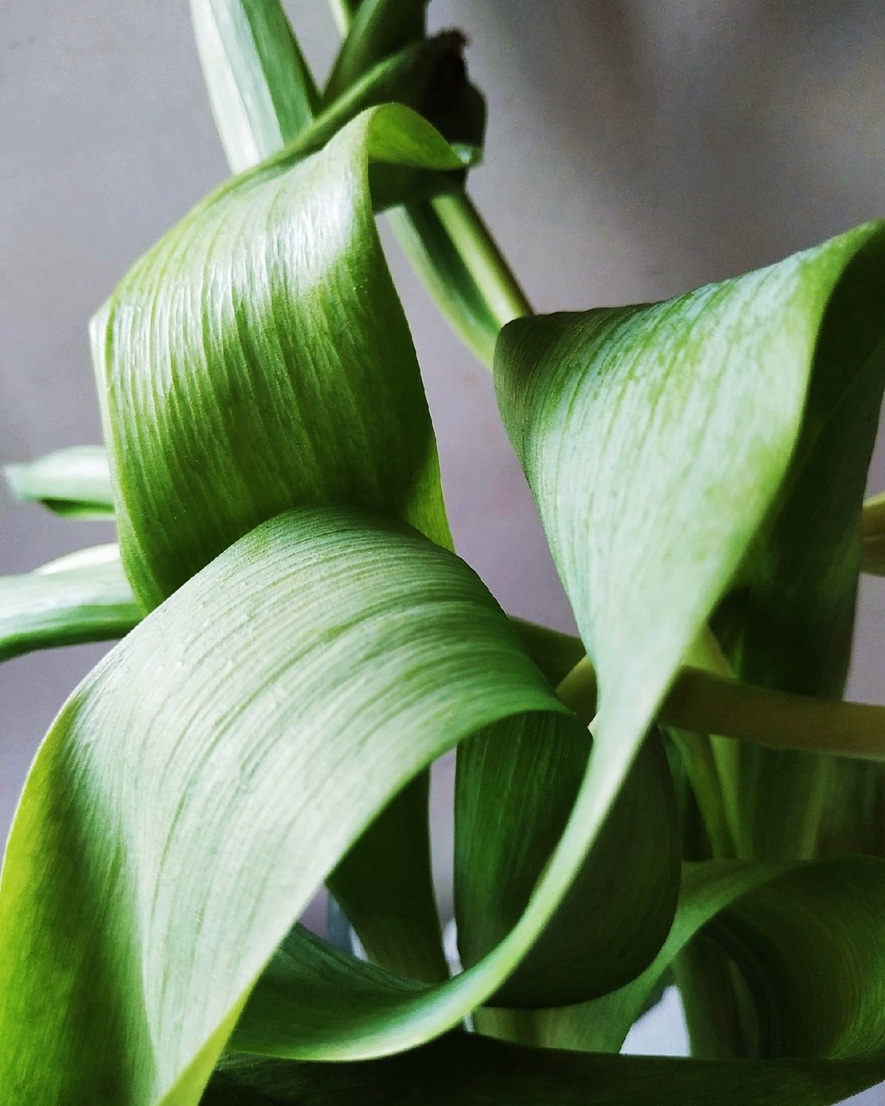 Натюрморт. Настасья Проценко. Фотограф